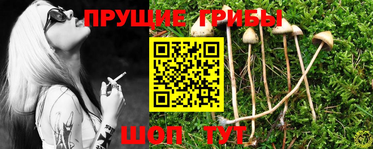 Псилоцибиновые грибы Psilocybe Саяногорск